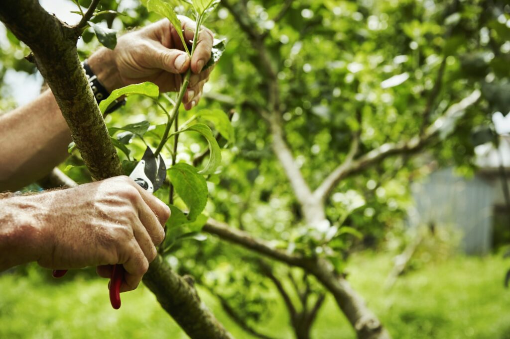 A gardener pruning fruit trees with secateurs.