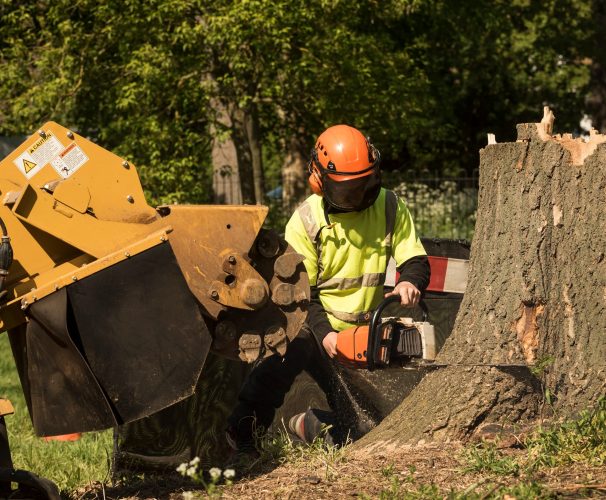 An arborist using a chainsaw for the final cut to remove a tree stump with a stump grinder machine