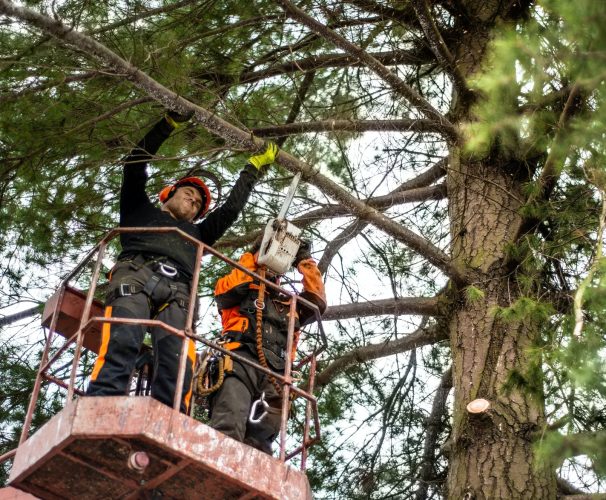 Arborist men with chainsaw and lifting platform cutting a tree