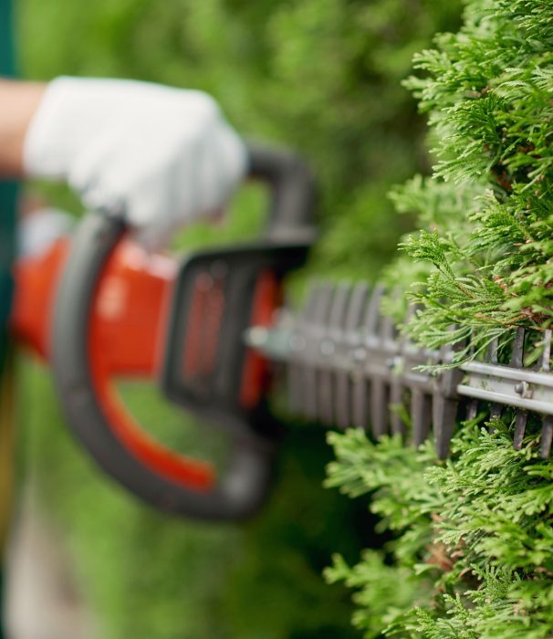 Male gargener trimming hedge using special tool